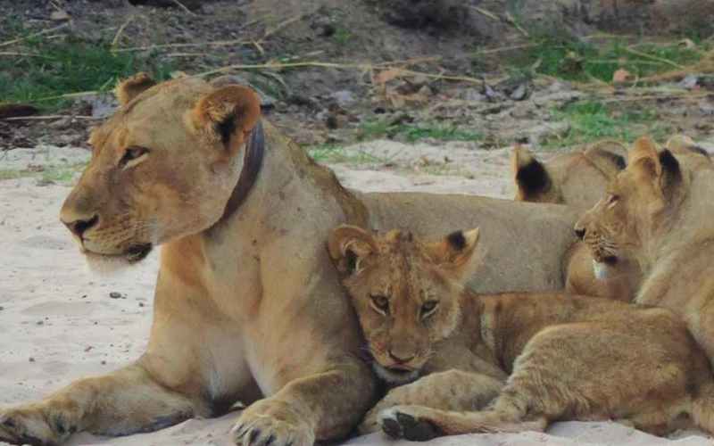 A feel good conservation story...