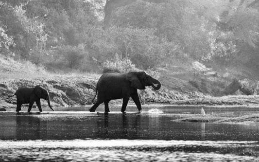 Welcome Conservation Lower Zambezi...