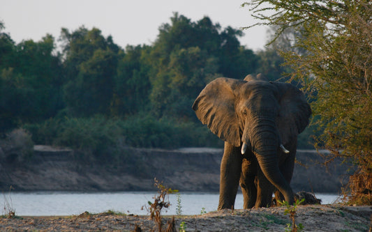 Come visit us if you are visiting the South Luangwa National Park!