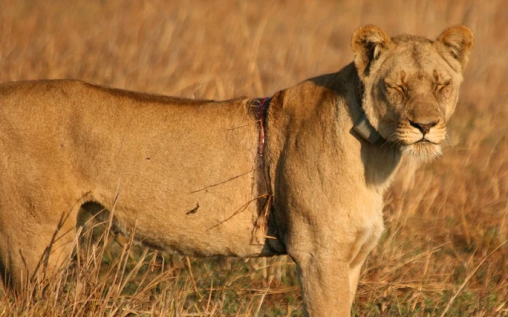 Lion Queen.. a feel good conservation story