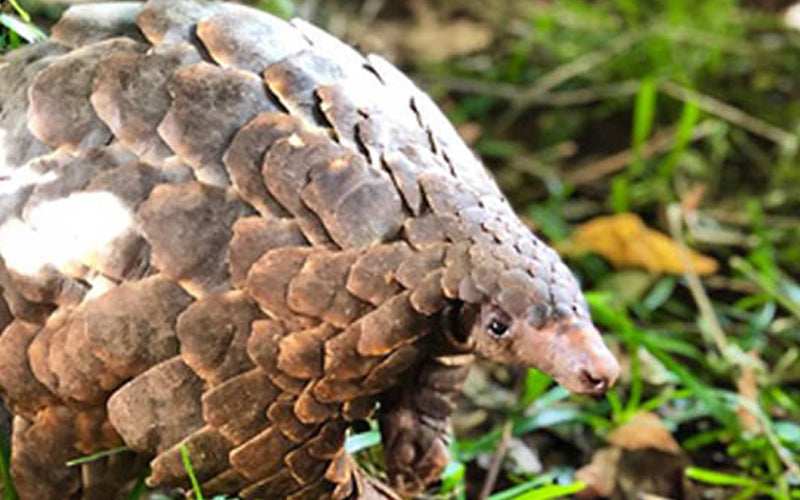 The Pangolin Collection